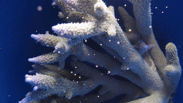 Rạn san hô sắp tuyệt chủng ở Úc sẽ được giải cứu nhờ... ngân hàng tinh trùng - Ảnh 7.