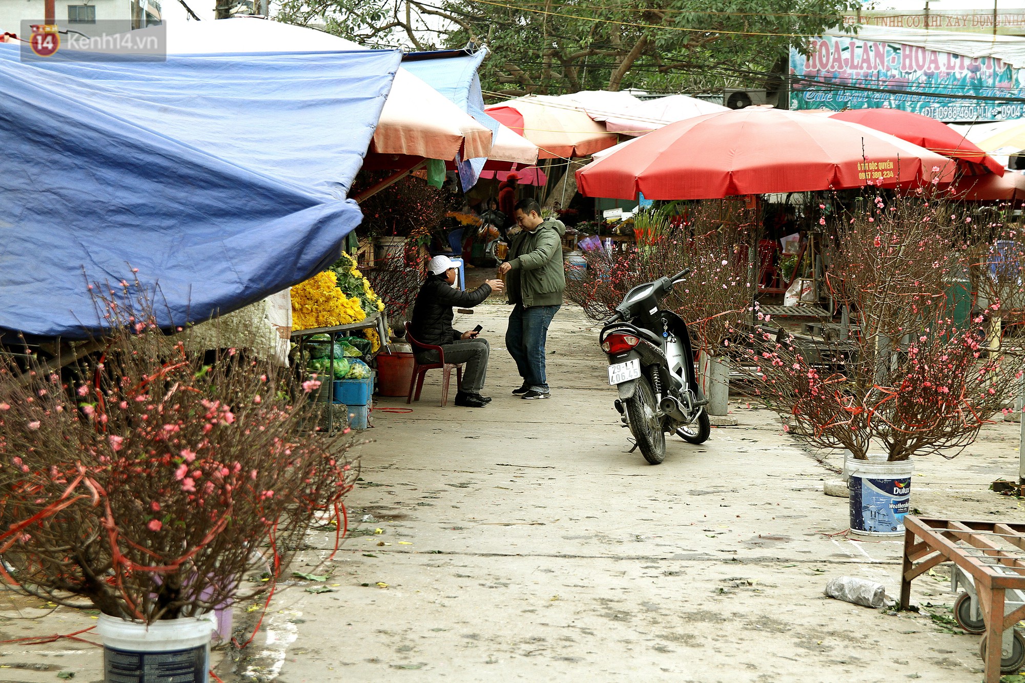 Người dân làng đào Nhật Tân: Từ giờ đến Tết mà rét thế này thì đào không nở hoa kịp mất! - Ảnh 5. Người dân làng đào Nhật Tân: Từ giờ đến Tết mà rét thế này thì đào không nở hoa kịp mất! - Ảnh 5.