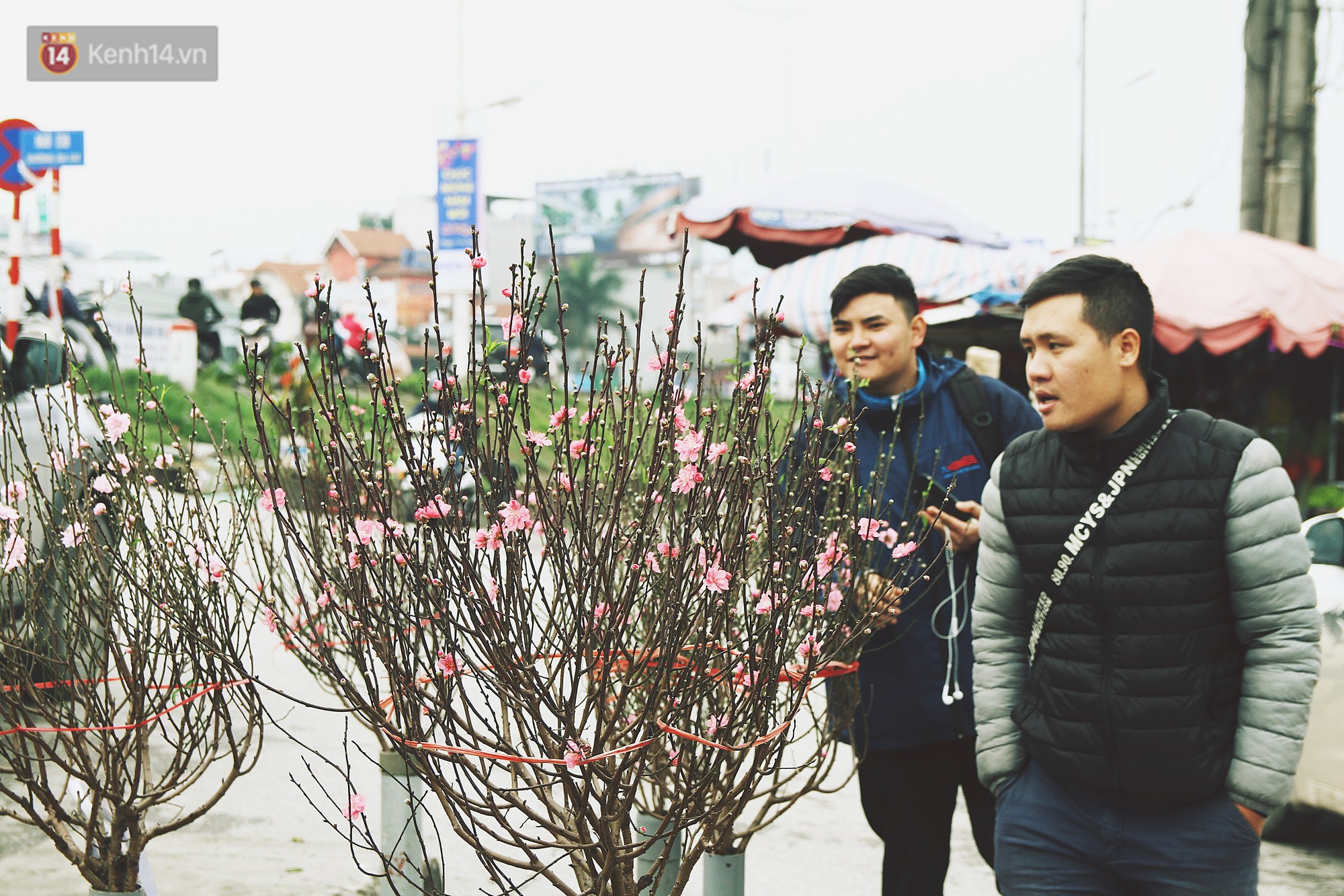 Người dân làng đào Nhật Tân: Từ giờ đến Tết mà rét thế này thì đào không nở hoa kịp mất! - Ảnh 9. Người dân làng đào Nhật Tân: Từ giờ đến Tết mà rét thế này thì đào không nở hoa kịp mất! - Ảnh 9.