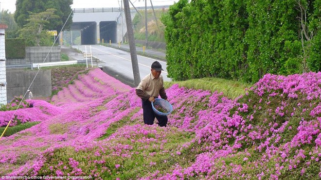 Lặng lẽ 2 năm trời trồng cả vườn hoa an ủi người vợ m&ugrave; l&ograve;a, t&igrave;nh y&ecirc;u của cụ &ocirc;ng n&agrave;y l&agrave;m ai cũng phải rơi lệ - Ảnh 1.