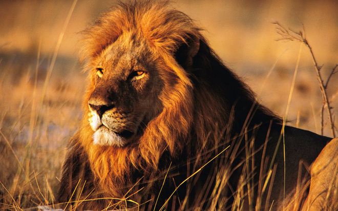 Những bằng chứng không thể rõ ràng hơn cho sức mạnh đáng nể của sư tử đực - Ảnh 1.