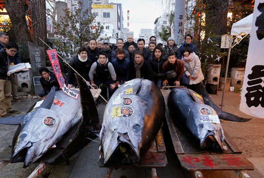 Cá ngừ vây xanh giá gần 324.000 USD - Ảnh 1.