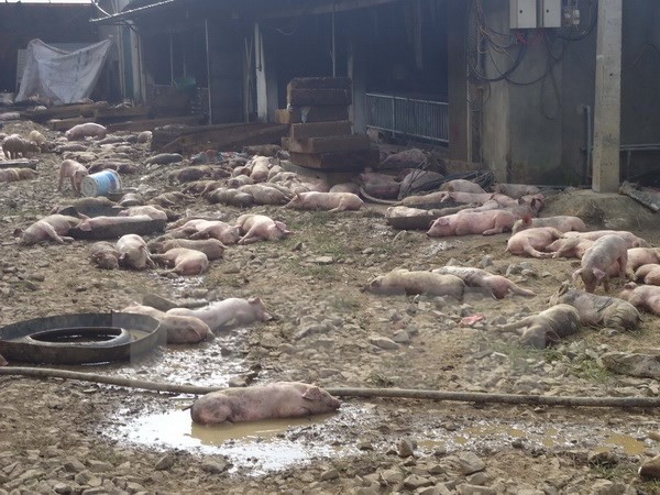 1.200 con lợn của một trang trại bị chết cháy do chập điện  - Ảnh 1.
