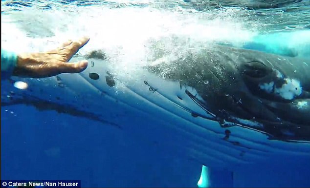 Thấy cá mập săn mồi lởn vởn, cá voi khổng lồ nặng 22 tấn lấy thân mình che chắn cho đội thợ lặn khỏi bị tấn công - Ảnh 4.