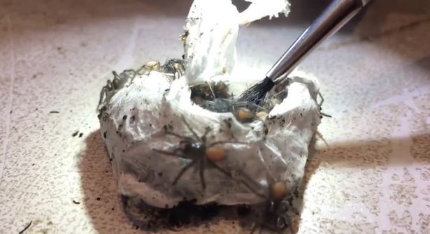 Cảnh tượng đ&aacute;ng sợ: Đ&agrave;n nhện độc vỡ trận, đua nhau b&ograve; ra từ bọc trứng - Ảnh 1.