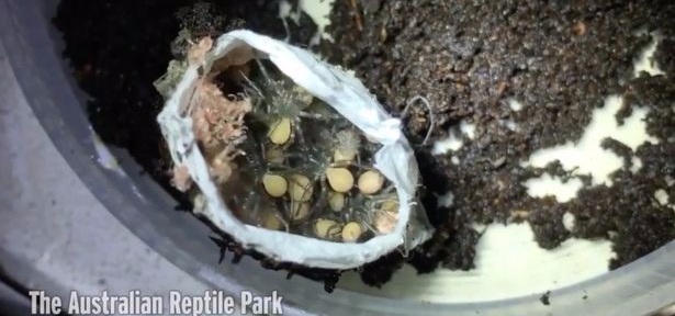 Cảnh tượng đ&aacute;ng sợ: Đ&agrave;n nhện độc vỡ trận, đua nhau b&ograve; ra từ bọc trứng - Ảnh 2.