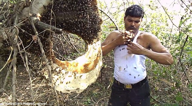 Người đàn ông bốc hàng trăm con ong nhét vào trong áo để thu mật, tự tin tuyên bố miễn nhiễm với nọc ong - Ảnh 2.