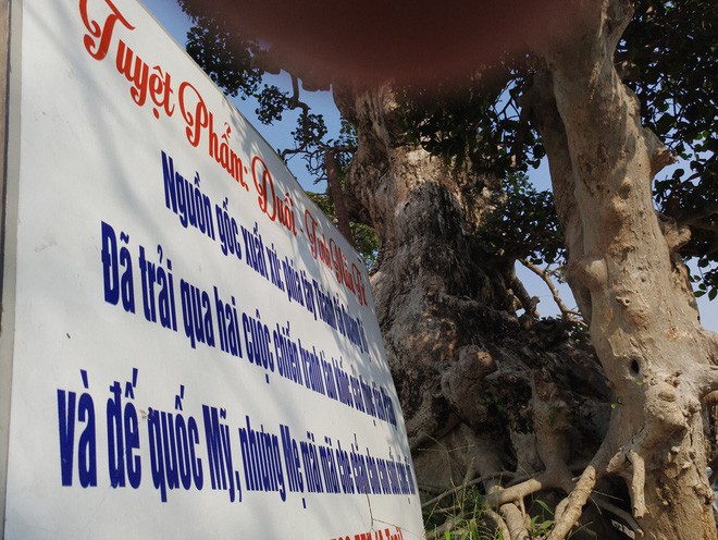 Choáng ngợp với cây duối tình mẫu tử hét giá 15 tỷ tại hội chợ Tết ở Hà Nội - Ảnh 2.