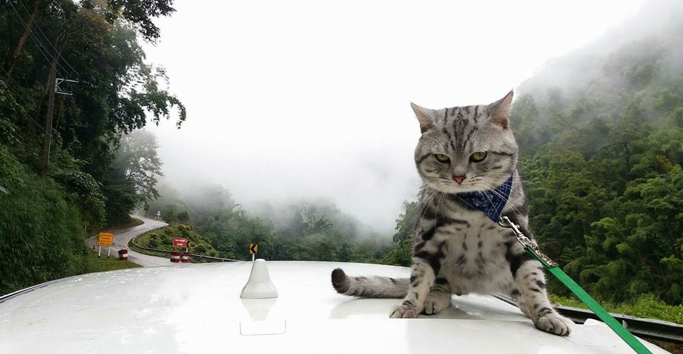 Hai thanh niên mèo nổi tiếng Thái Lan ẩu đả tưng bừng trên phố, công an tỉnh phải áp tải về đồn - Ảnh 3.