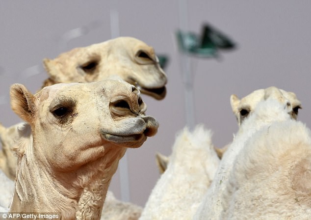 12 con lạc đà bị cấm thi sắc đẹp vì tiêm botox - Ảnh 1.