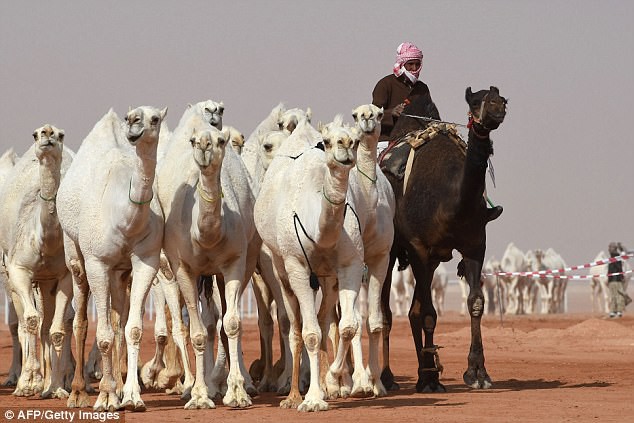 12 con lạc đà bị cấm thi sắc đẹp vì tiêm botox - Ảnh 3.