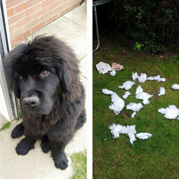15 chú chó đã mắc tội còn không biết đường xin lỗi - Ảnh 13.