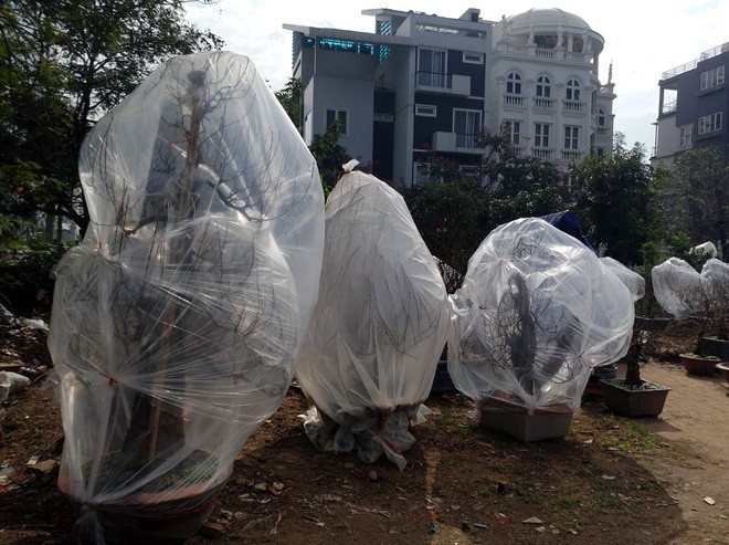 H&agrave; Nội: Người d&acirc;n lắp điều h&ograve;a, bật quạt sưởi, bọc nilon chống r&eacute;t cho đ&agrave;o Tết - Ảnh 13.