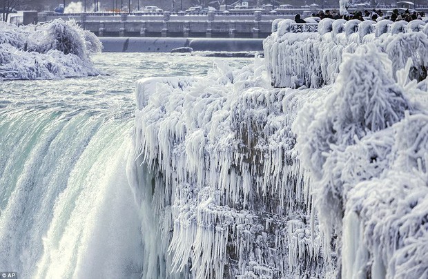 Hết cá mập đóng băng, chim cánh cụt Canada cũng rủ nhau bỏ đi chỗ khác sưởi ấm vì thời tiết lạnh giá - Ảnh 2.