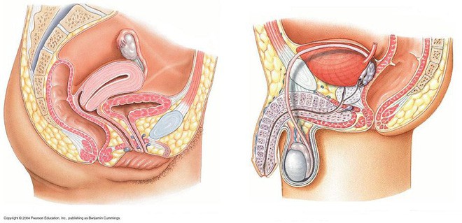 Đây là 7 cơ quan nội tạng trên người có thể cắt bỏ mà vẫn sống sót - Ảnh 3.