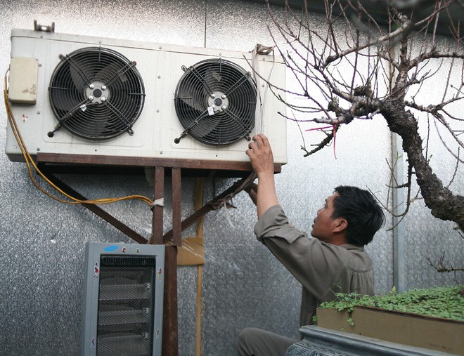 H&agrave; Nội: Người d&acirc;n lắp điều h&ograve;a, bật quạt sưởi, bọc nilon chống r&eacute;t cho đ&agrave;o Tết - Ảnh 4.