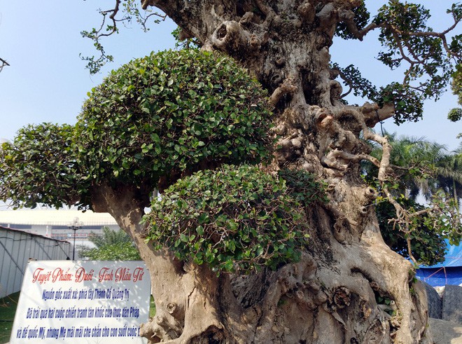 Choáng ngợp với cây duối tình mẫu tử hét giá 15 tỷ tại hội chợ Tết ở Hà Nội - Ảnh 4.
