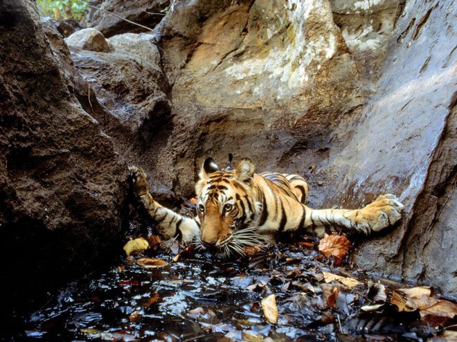 C&ocirc;ng bố 9 bức ảnh l&agrave;m n&ecirc;n lịch sử 130 năm của tạp ch&iacute; lừng danh National Geographic - Ảnh 6.