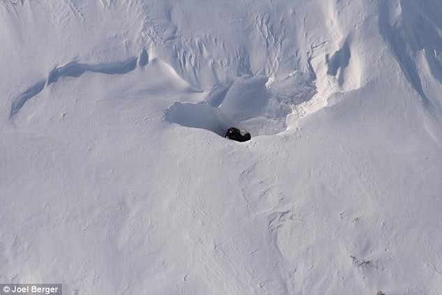 Bão tuyết cực mạnh tràn qua, 52 con bò xạ hương vốn thống trị vùng băng giá cũng bị chôn sống, đóng băng đầy đau đớn - Ảnh 2.