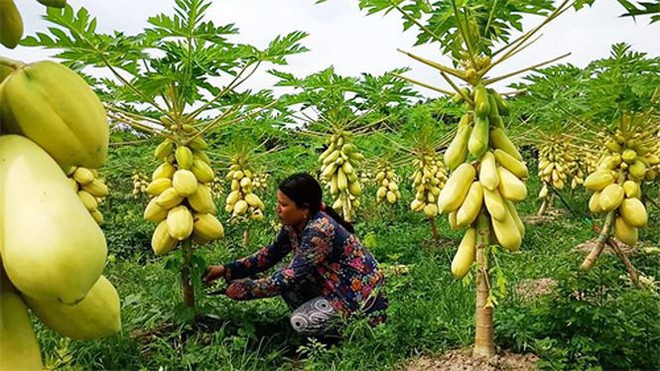 Trái cây miền Tây in chữ Phúc - Lộc - Thọ đắt hàng trước Tết - Ảnh 8.