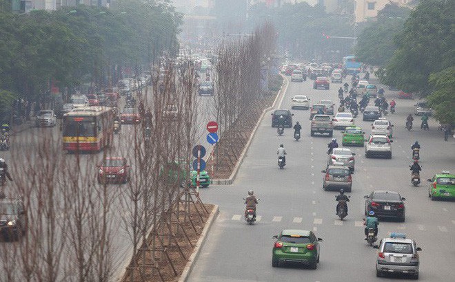 GS nói trồng thử cây phong lá đỏ ở Hà Nội không có thiệt hại ngân sách nếu thất bại - Ảnh 1.