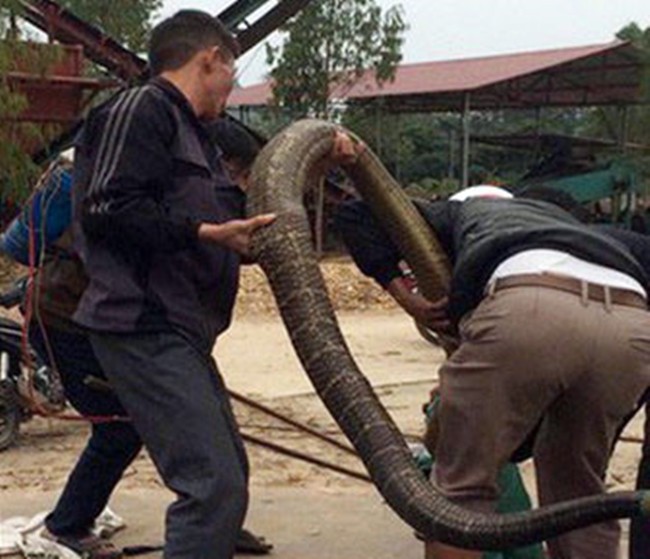 Thót tim, rắn hổ mang thở phì phì dưới gầm giường - Ảnh 1.