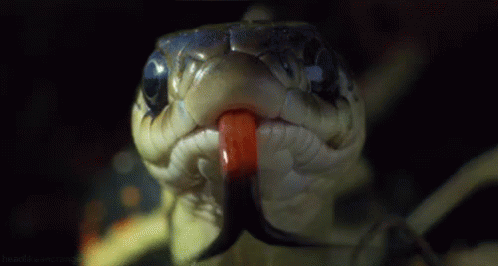 Nhìn lưỡi rắn thì cũng chẳng xa lạ gì nhưng chức năng của chúng là gì thì chắc chắn bạn không biết - Ảnh 3.