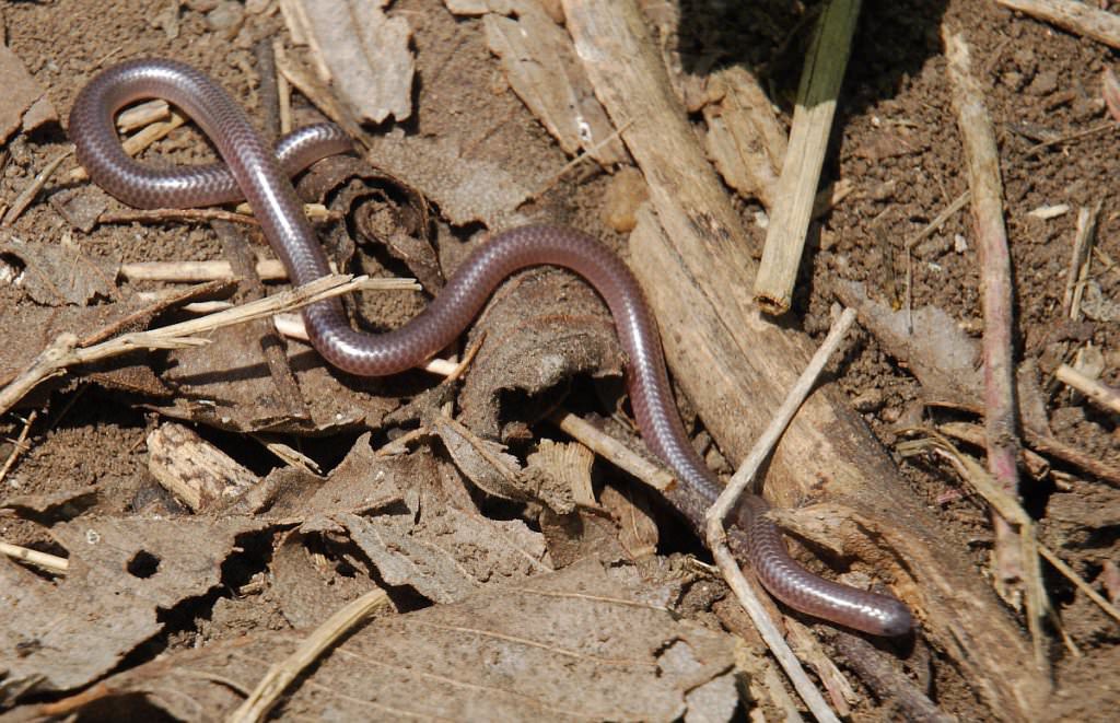 Rắn khổng lồ thì quá quen rồi nhưng loài rắn bé nhất Trái đất thì bạn biết chưa? - Ảnh 3. Rắn khổng lồ thì quá quen rồi nhưng loài rắn bé nhất Trái đất thì bạn biết chưa? - Ảnh 3.