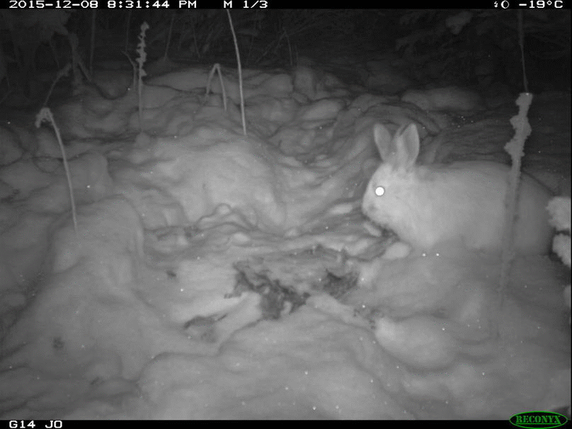 Video ghi lại cảnh thỏ ăn thịt đồng loại làm bất ngờ giới khoa học - Ảnh 3.