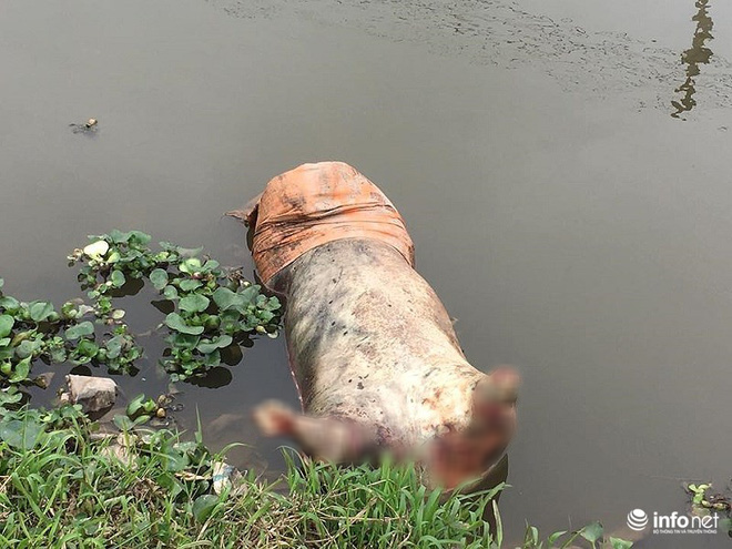 Nam Định: Xác lợn chết nổi lềnh phềnh đầy sông, ngay trước nhà bí thư - Ảnh 12.