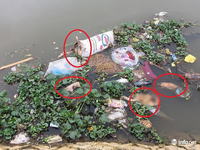 Nam Định: Xác lợn chết nổi lềnh phềnh đầy sông, ngay trước nhà bí thư - Ảnh 3.