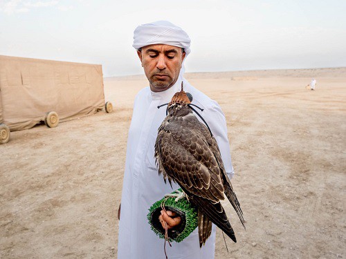Huấn luyện chim ưng: Nghề kiếm ra hàng triệu USD ở Trung Đông - Ảnh 1.