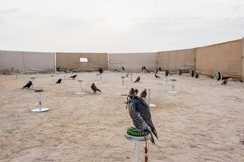 Huấn luyện chim ưng: Nghề kiếm ra hàng triệu USD ở Trung Đông - Ảnh 4.