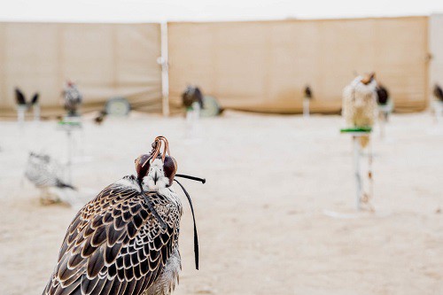 Huấn luyện chim ưng: Nghề kiếm ra hàng triệu USD ở Trung Đông - Ảnh 7.