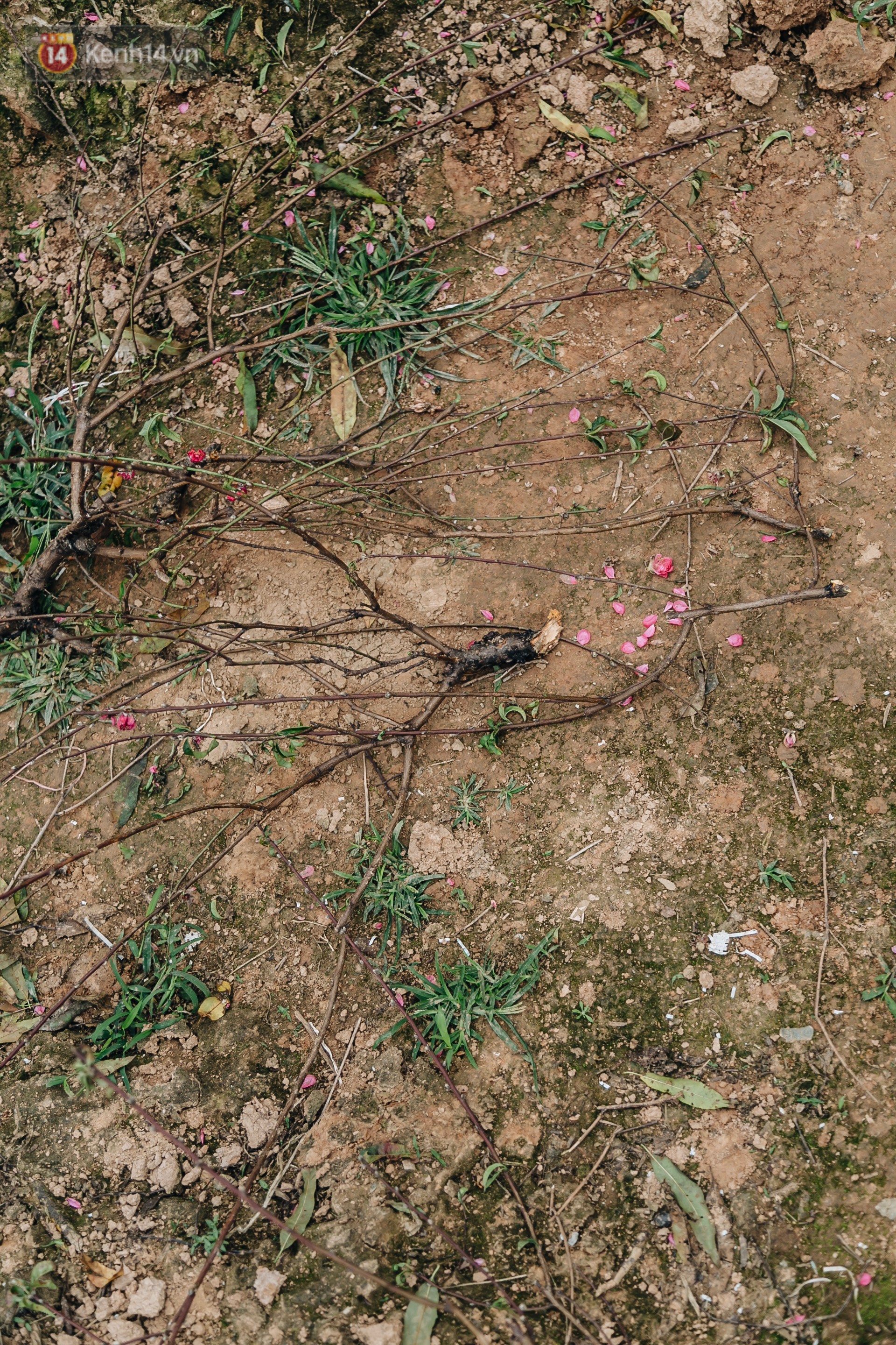 Gần 200 gốc đào của người dân Bắc Ninh bị chặt phá trong đêm: Tết năm nay còn chả có bánh chưng mà ăn - Ảnh 8.