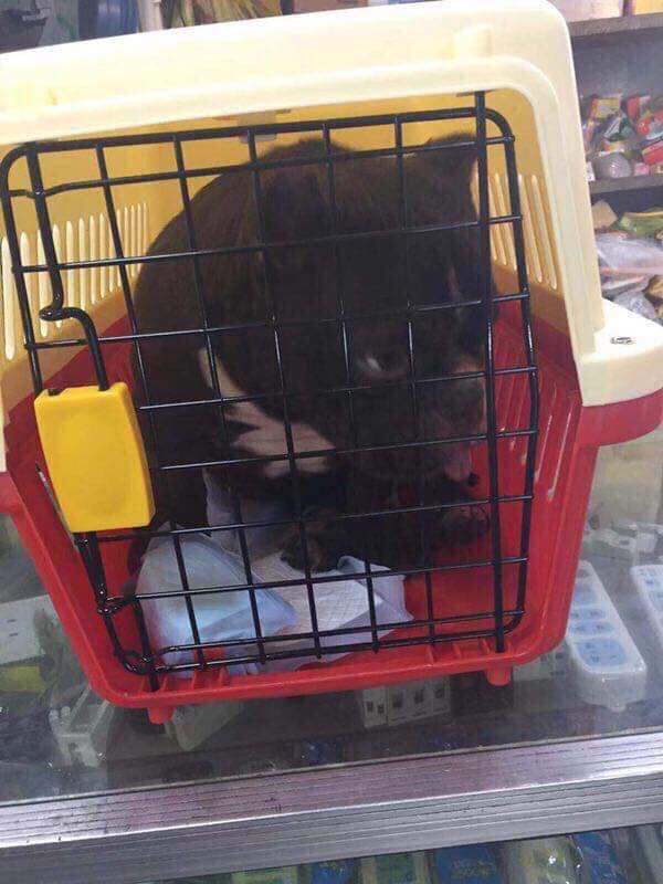 Thanh ni&ecirc;n Bi&ecirc;n H&ograve;a bỏ 3 tỷ mua ch&oacute; ng&agrave;y đầu năm để ch&agrave;o mừng 2019 - Ảnh 3.