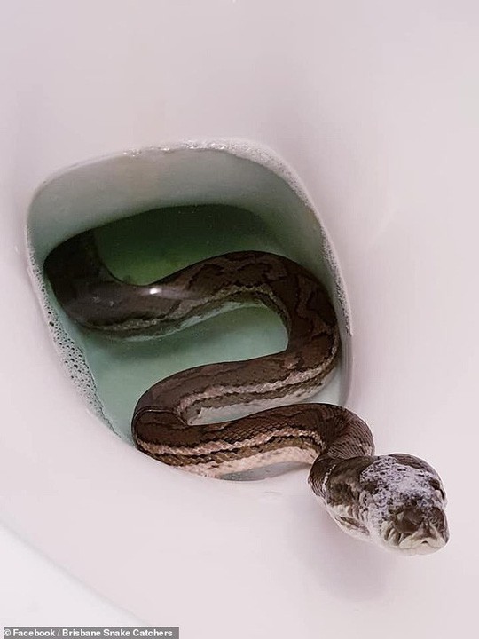 Shocked to see python hiding in the toilet - Photo 2.