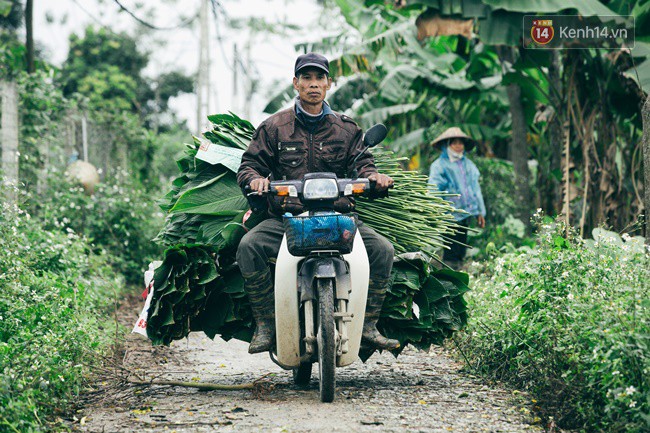 Chùm ảnh: Làng lá dong truyền thống Hà Nội hối hả thu hoạch phục vụ thị trường Tết - Ảnh 9.