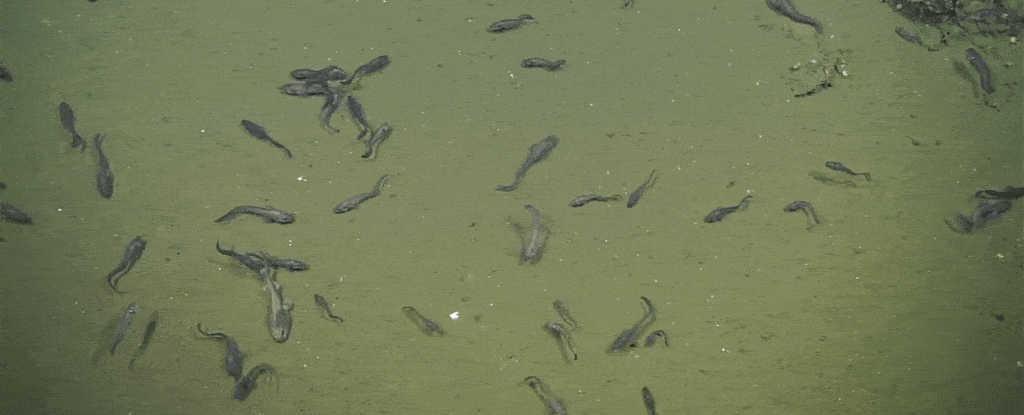 Tìm được loài cá sinh sôi trong những vùng nước chết - khoa học nhận ra điều kì diệu có ở mọi nơi - Ảnh 1.