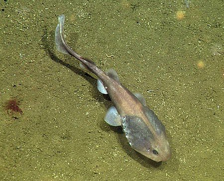 Tìm được loài cá sinh sôi trong những vùng nước chết - khoa học nhận ra điều kì diệu có ở mọi nơi - Ảnh 3.
