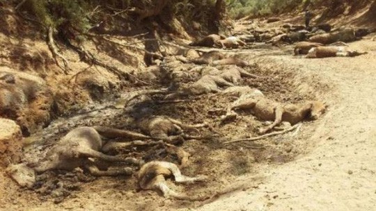Úc: Hạn hán, ngựa chết la liệt trong vũng nước cạn khô - Ảnh 1.