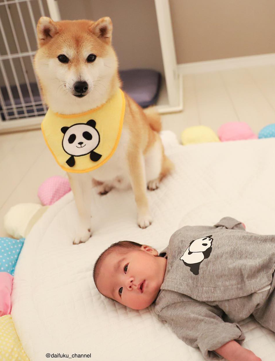 Không chỉ khôn ngoan và dễ thương, chú chó shiba biết dỗ trẻ đang khiến Internet tan chảy vì ngọt ngào quá!