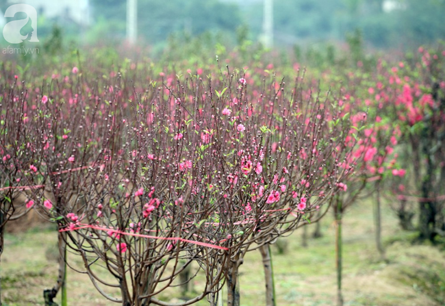 Cuộc sống bình dị của nông dân trồng đào tại Bắc Ninh sau sự cố 150 cây bị phá gây chấn động - Ảnh 1.