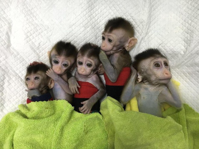 Các nhà khoa học Trung Quốc lại vừa nhân bản thành công 5 con khỉ biến đổi gen đầu tiên trên thế giới - Ảnh 1.