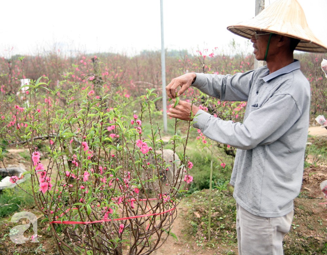 Cuộc sống bình dị của nông dân trồng đào tại Bắc Ninh sau sự cố 150 cây bị phá gây chấn động - Ảnh 7.