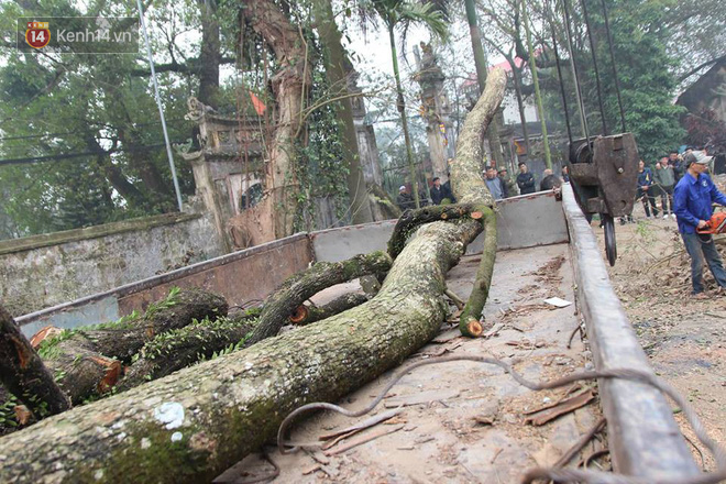 Ảnh: Cận cảnh cây sưa trăm tỷ ở Hà Nội bị chặt hạ - Ảnh 6.