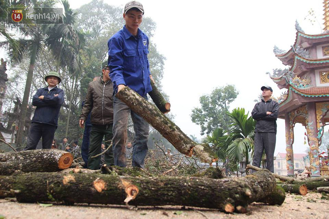 Ảnh: Cận cảnh cây sưa trăm tỷ ở Hà Nội bị chặt hạ - Ảnh 4.