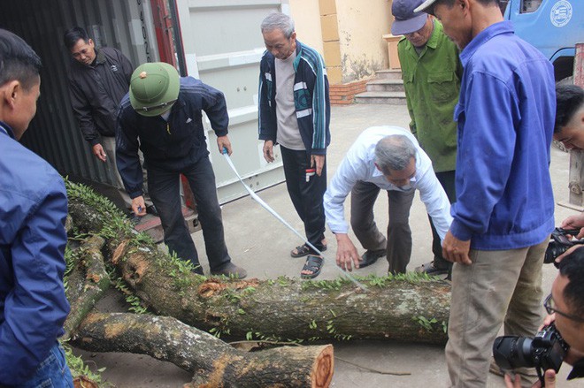 Chặt cây sưa trăm tỷ ở Hà Nội: Chẻ đôi khúc rễ, dân làng mất ngay chục tấn thóc - Ảnh 2.