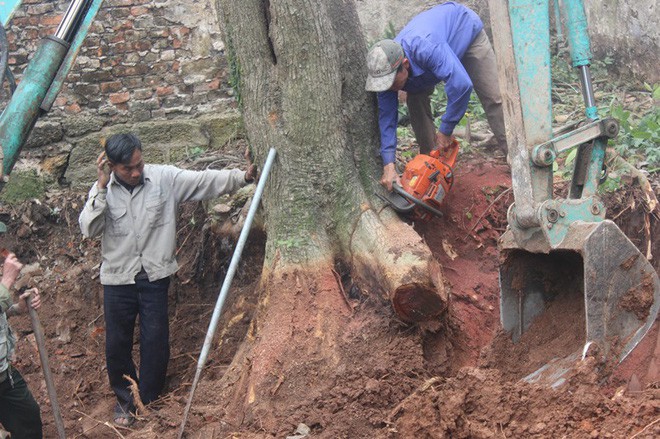 Chặt cây sưa trăm tỷ ở Hà Nội: Chẻ đôi khúc rễ, dân làng mất ngay chục tấn thóc - Ảnh 3.
