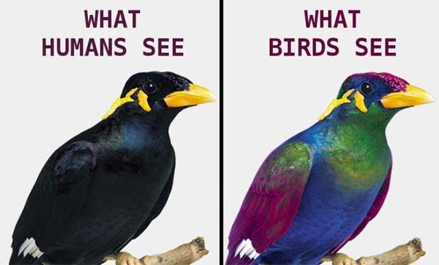 Bạn sẽ bất ngờ khi biết thế giới trông ra sao khi được nhìn bằng đôi mắt của loài chim - Ảnh 4.